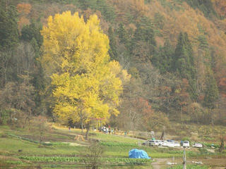 151122_1212_神戸の大イチョウ（飯山市）
