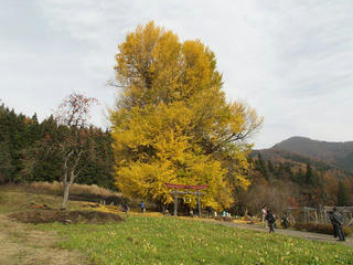 151122_1208_神戸の大イチョウ（飯山市）