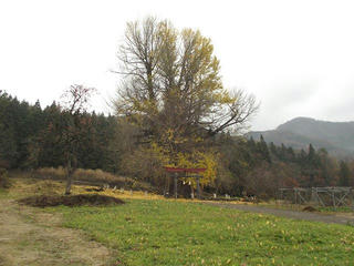 151128_1217_神戸の大イチョウ（飯山市）