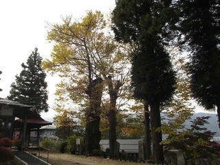 151031_0942_地蔵院のカツラ（諏訪市）