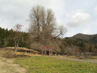 151206_1214_神戸の大イチョウ（飯山市）