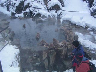 040110_0918_2_地獄谷野猿公苑（山ノ内町）