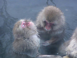 040110_0916_地獄谷野猿公苑（山ノ内町）