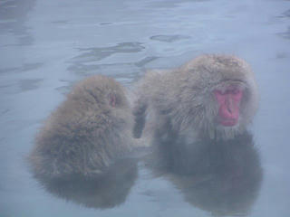 040110_0918_1_地獄谷野猿公苑（山ノ内町）