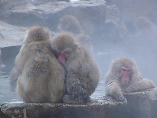 040110_0921_地獄谷野猿公苑（山ノ内町）