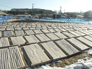 160211_0821_寒天干し・アルプス印 イリイチ寒天（茅野市宮川）