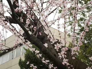 160320_1206_長野市立図書館に咲く魯桃桜（長野市）