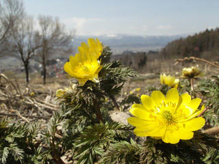 160327_1227_原大沢の福寿草群生地（木島平村）