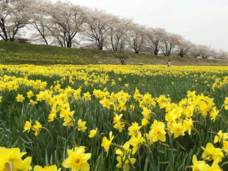 160416_1303_桜並木とスイセンの花（諏訪市）