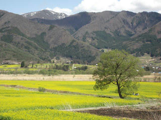 160417_1246_飯山市常盤の菜の花畑（飯山市）