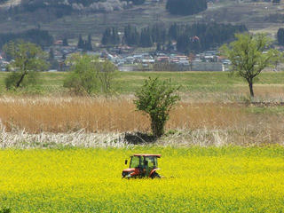 160417_1258_飯山市常盤の菜の花畑（飯山市）