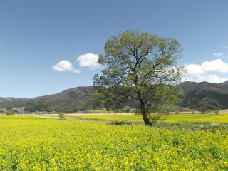160417_1249_飯山市常盤の菜の花畑（飯山市）