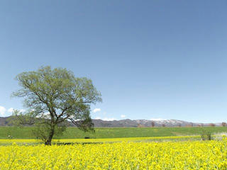 160417_1252_飯山市常盤の菜の花畑（飯山市）