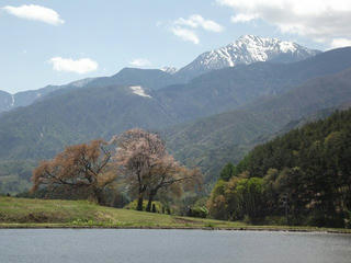 160429_1201_田端鼎談桜（富士見町）