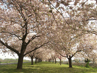 160424_0821_千曲川ふれあい公園（小布施町）