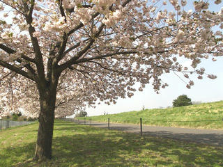 160424_0823_千曲川ふれあい公園（小布施町）