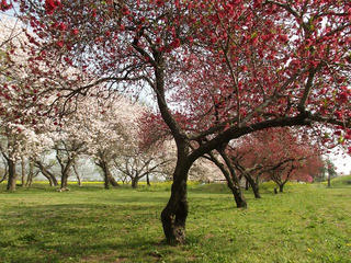 160424_0811_千曲川ふれあい公園（小布施町）