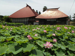 160710_1146_稲泉寺の大賀ハス（木島平村）