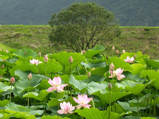 160716_1454_井戸尻史跡公園に咲く大賀ハス（富士見町）