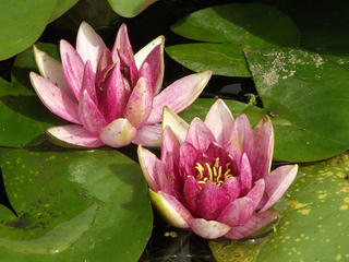 160716_1455_井戸尻史跡公園に咲く睡蓮（富士見町）