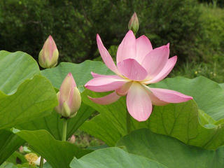 160716_1452_井戸尻史跡公園に咲く大賀ハス（富士見町）