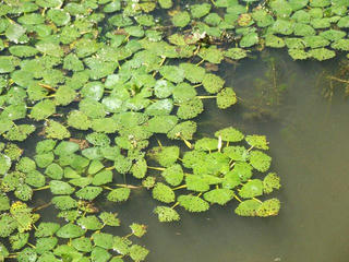 160903_1107_3_諏訪湖（岡谷市）