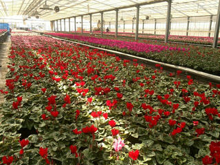 161018_1124_道の駅いいじまにあるシクラメンのハウス（飯島町）