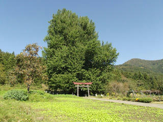 161016_1314_神戸の大イチョウ（飯山市）