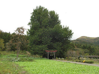 161023_1301_神戸の大イチョウ（飯山市）