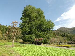 161030_1135_神戸の大イチョウ（飯山市）