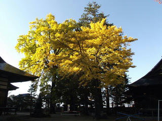 161105_0831_佛法招隆寺のイチョウ（諏訪市）