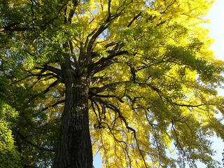 161105_0833_佛法招隆寺のイチョウ（諏訪市）