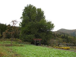 161106_1258_神戸の大イチョウ（飯山市）