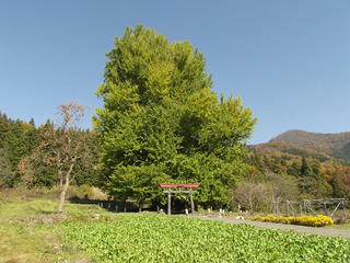 161113_1232_神戸の大イチョウ（飯山市）