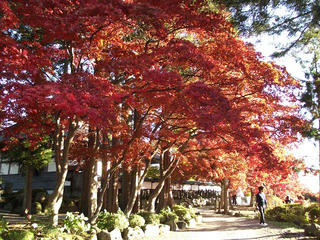 161105_1535_真言宗智山派清龍山 長圓寺の紅葉（茅野市）