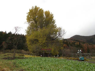 161123_1135_神戸の大イチョウ（飯山市）