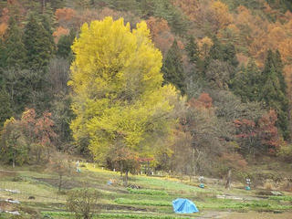 161123_1144_神戸の大イチョウ（飯山市）