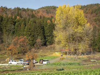 161126_1338_神戸の大イチョウ（飯山市）