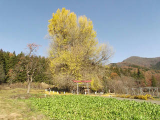 161126_1341_神戸の大イチョウ（飯山市）