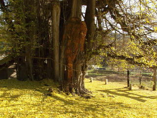 161126_1344_2_神戸の大イチョウ（飯山市）