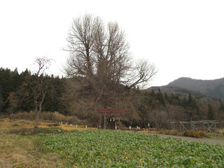 161204_1320_神戸の大イチョウ（飯山市）