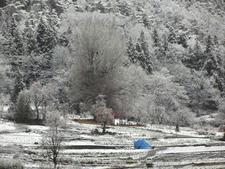 161210_1314_神戸の大イチョウ（飯山市）