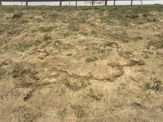 170401_1415_道の駅花の駅千曲川の土手にあったモグラ行動痕（飯山市）