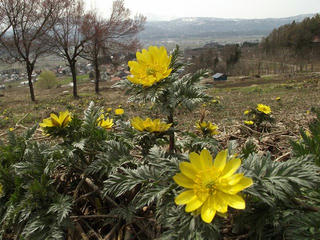 170416_1418_原大沢の福寿草群生地（木島平村）