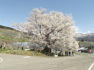 170423_1255_宇木のエドヒガン（山ノ内町）