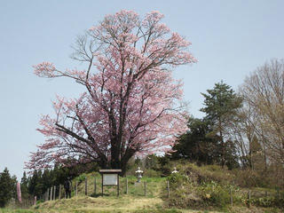 170430_1022_地蔵久保のオオヤマザクラ（飯綱町）