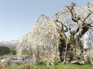 170430_1029_袖之山のシダレザクラ（飯綱町）