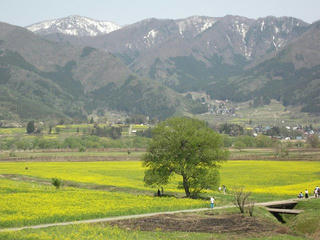 170430_1301_飯山市常盤の菜の花（飯山市）