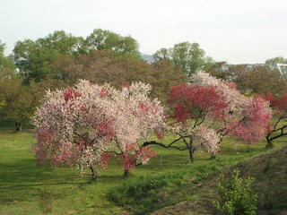 170503_0707_千曲川ふれあい公園（小布施町）