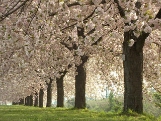 170503_0715_千曲川ふれあい公園（小布施町）